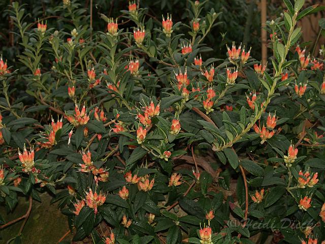 Rhodo spinnliterum.JPG
